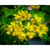 100% Pure Senna Laxative Senna Extract (Senna Alexandrina) Detox Tea
