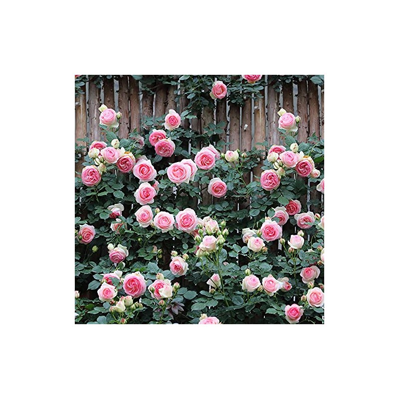 MOCCUROD 100pcs Pink Climbing Rose Vine Seeds - Amazing Growth