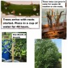 Tree Aussie,Hybrid ,Salix,Willow,Tree,cuttings,12 pieces,Fast growing, Privacy, Shade