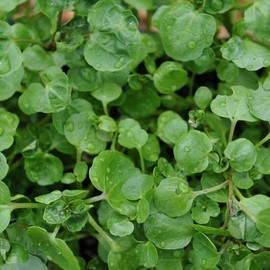 Seeds4planting - Seeds Garden Cress Lettuce 20 Days Watercress Broadleaf Microgreens Wild Heirloom Vegetable Non GMO for Planting