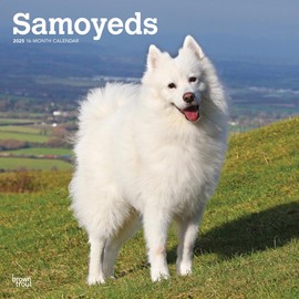 Samoyeds | 2025 12 x 24 Inch Monthly Square Wall Calendar | BrownTrout | Animals Dog Breeds