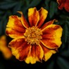 Mixed Marigold Seeds Flower Plant Bonsai Home Decor 200 Pcs