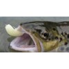 Behr Bait 9085004 Natural Glitter One Size