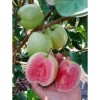 Guava Tree 1 Cup Ruby Red Guava Tree 12-15 "