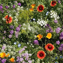 Low Growing Wildflower Seed Mix - 4 g Packet ~6000 Seeds - Mix of Annual & Perennial Wild Flower Garden Seeds