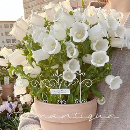 ZXZHYiYao Canterbury Bellflower Wind Chime Flower, Suitable for Garden, Easy to Survive and Bloom in All Seasons, White, Pack of 1000