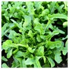 Everwilde Farms - 1 Oz Oakleaf Lettuce Seeds - Gold