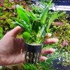 SubstrateSource Anubias Live Aquarium Plants - Potted Freshwater Plant for