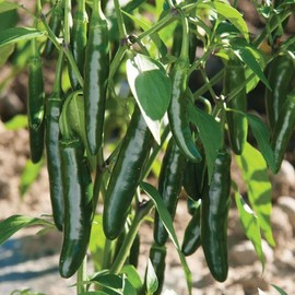 TomorrowSeeds - Serrano Pepper Seeds - 100+ Count - for 2025 Planting 23,000 Scoville Mexican Verde Green Chili Hot Spicy Chile Jalapeno Peppers Vegetable Grow Your Own Home Farm Patio Healthy