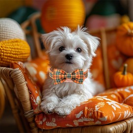 Babole Pet Fall Dog Collar with Bow Tie - Green Orange Plaid Pattern Halloween Puppy Collar, Adjustable Metal Buckle Thanksgiving Bowtie Dog Collars for Small Medium Large Dogs S