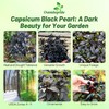 Outsidepride 30 Seeds Annual Capsicum Ornamental Pepper Black Pearl Seeds