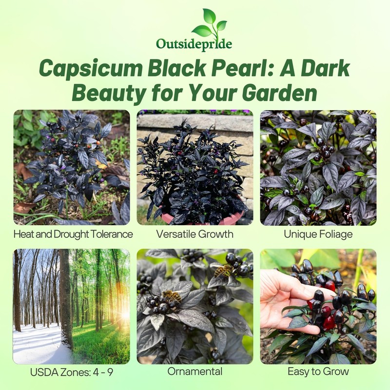 Outsidepride 30 Seeds Annual Capsicum Ornamental Pepper Black Pearl Seeds