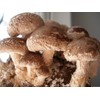 FUN AND GROW SEEDS: Shiitake Mushrooms Spores Non GMO Heirloom