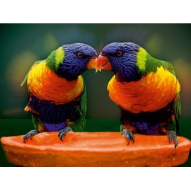 CALVENDO Puzzle Lori Parrots 1000 Pieces 64 x 48 cm from Liselotte Brunner-Klaus