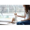 Jamktepat 3 Pack Leather Cat Collars with Bells Soft Pet