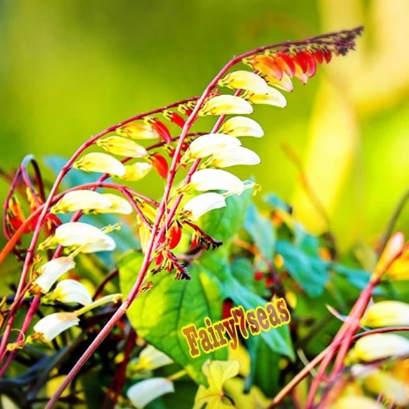 Fairy7Seas Firecracker Vine Seeds- Mina Fire Vine, Spanish Flag Vine,