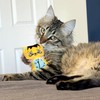 KONG Artz Cats - Crackling Cat Toys with Catnip, Ribbon