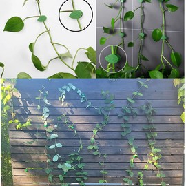 MITAOFAIRY 60PCS Plant Climbing Wall Fixture Clips Self-Adhesive Plant Fixer Invisible Leaf Shaped Wall Vines Fixing Clips Hook Plant Vine Traction for Home Decoration and Cable Wire Fixing