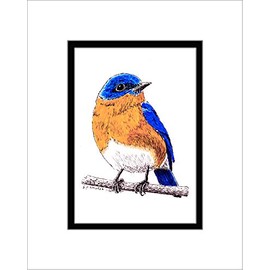 Bluebird, Limited Edition, Matted Pen and Ink Print (White Mat w/Black Inner Mat)