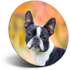 Destination Vinyl ltd Magnet for Refrigerator, Fridge - Cute Boston Terrier Puppy Dog for Office, Cabinet and Whiteboard, Magnetic Stickers, 16611
