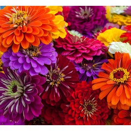 California Giant Zinnia Seeds for Planting | 50 Zinnia Seeds to Plant in Your Outdoor Garden | Non-GMO Heirloom Annual Flower Seeds | Buy in Bulk | Multi-Color (2 Packs)