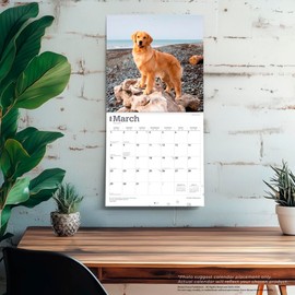 Golden Retrievers | 2026 12 x 24 Inch (Hanging) Monthly Square Wall Calendar | Foil Stamped Cover | Plastic-Free | BrownTrout | Animals Dog Breeds Retriever