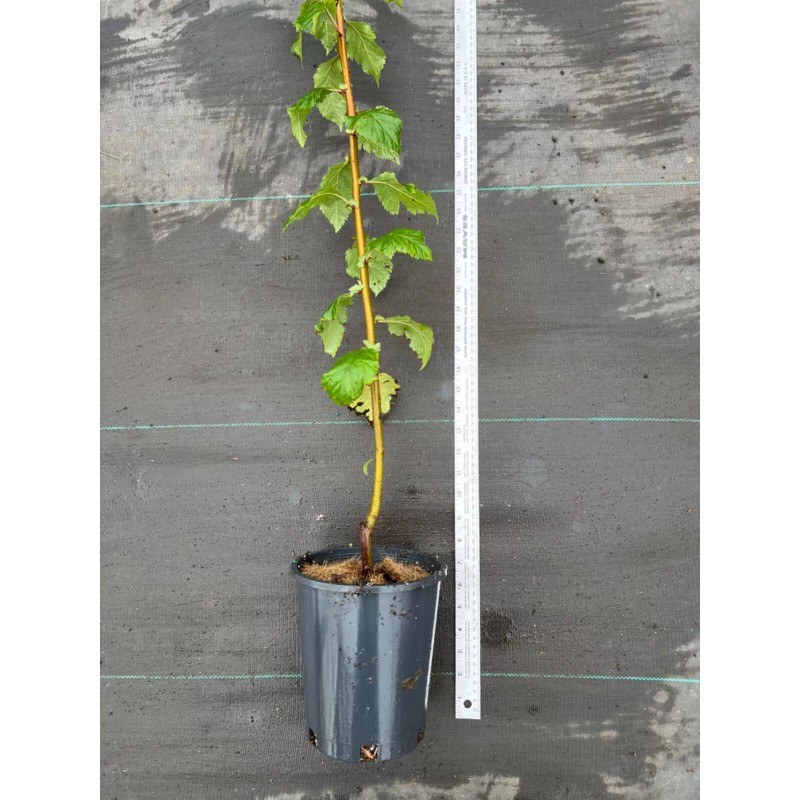 Santiam Nursery Wild Hawthorn tree, Crataegus monogyna ，Chinese Hawthorn's rootstock