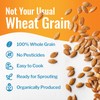 Organic Einkorn Berries (Farro Piccolo) (15 pounds)