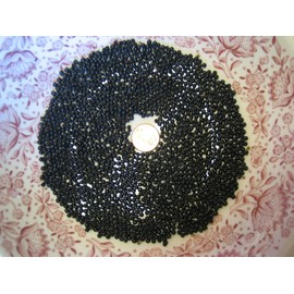 WILD LEEK RAMP SEEDS RAMSOM BEARS WILD GARLIC 2024 WILD LEEK RAMPS 700 SEEDS 1/2 oz RAMSOM BEARS GARLIC  ALLIUM TRICOCCUM A++