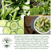 Spacemaster Cucumber Seeds, 100+ Heirloom Seeds Per Packet, (Isla's Garden