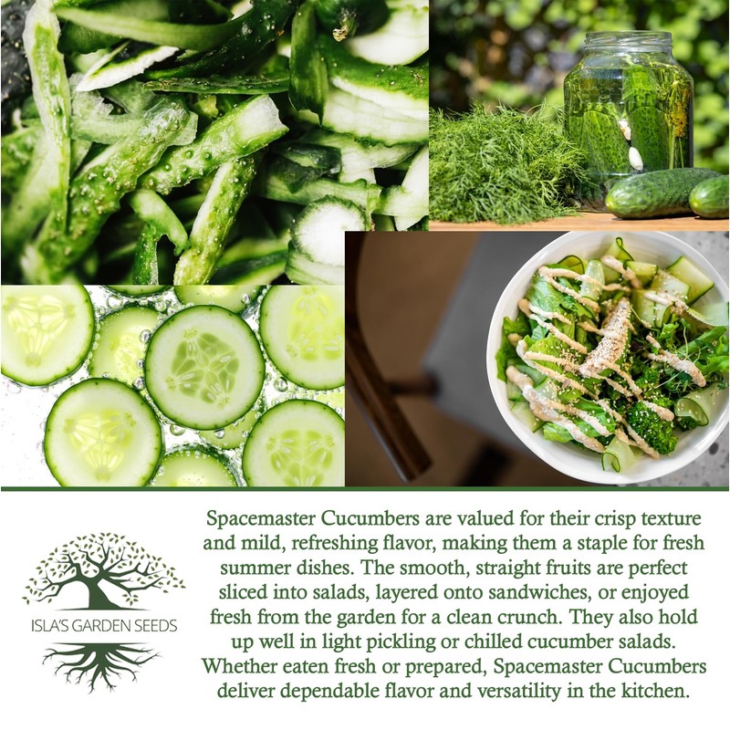 Spacemaster Cucumber Seeds, 100+ Heirloom Seeds Per Packet, (Isla's Garden