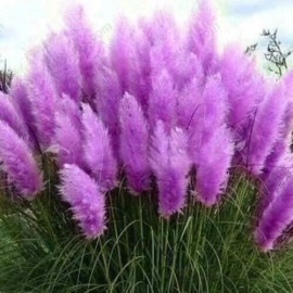 5 RED BATS 200 Purple Pampas Grass Seeds Perennial Flowering Ornimental Grass