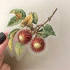 Transparent Fruit Stickers - 50PCS Realistic Fruit Stickers Pack for