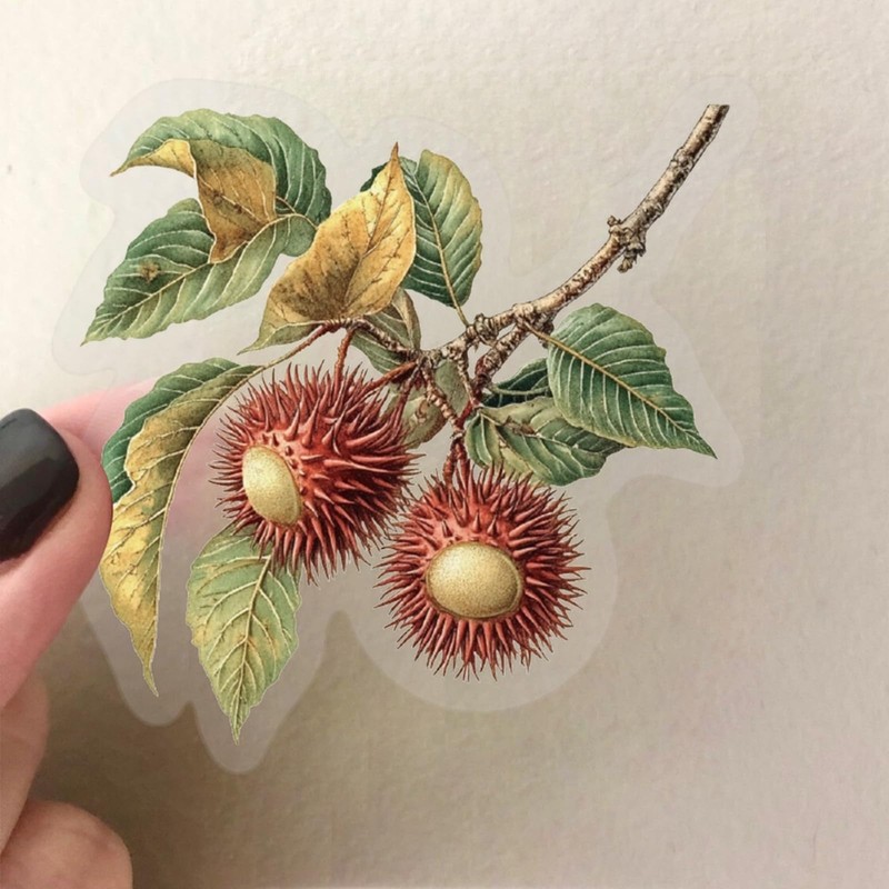 Transparent Fruit Stickers - 50PCS Realistic Fruit Stickers Pack for