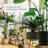Plantura Pack of 40 Yellow Plates - Fungus Gnats &