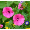 Malva Trimestris Seeds for Planting - 200 Malva Trimestris Seeds