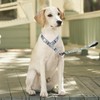 haoyueer Training Dog Collar, No Pull Martingale Collar, Slip Collar