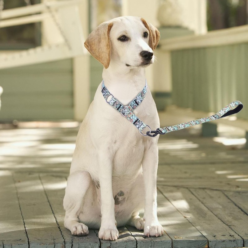 haoyueer Training Dog Collar, No Pull Martingale Collar, Slip Collar