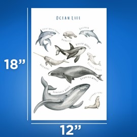 Bliss Monkey Co. Ocean Life Animals Poster - Marine Life Poster - Sea Life Visual Aid - Classroom Poster - Marine Animals 12 x 18 Inch Poster - Unframed - Premium 100lb Gloss - Made In USA - BMCP0442