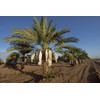 California MEDJOOL DATES Fresh Harvest Recloslable Bags Naturally Grown in