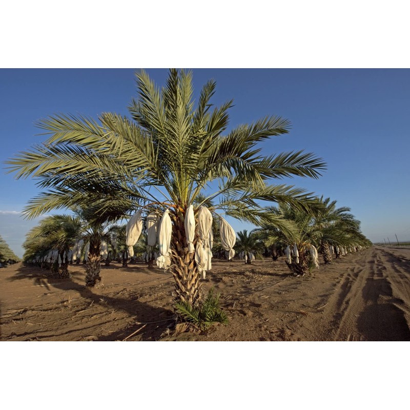 California MEDJOOL DATES Fresh Harvest Recloslable Bags Naturally Grown in