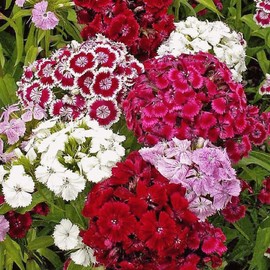 Everwilde Farms - 1 Oz Sweet William Wildflower Seeds - Gold Vault
