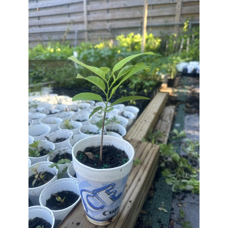 Tree 1 Sugar Apple Na Dai( Mãng Cầu Dai) 5"-7”