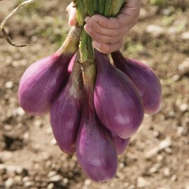 Sunshine Seeds Red Long of Tropea Onion Seeds (100) / ORGANIC / FLORIDA GROWN