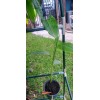1 Heliconia Golden Torch Adrin Plant - Rhizome for Growing