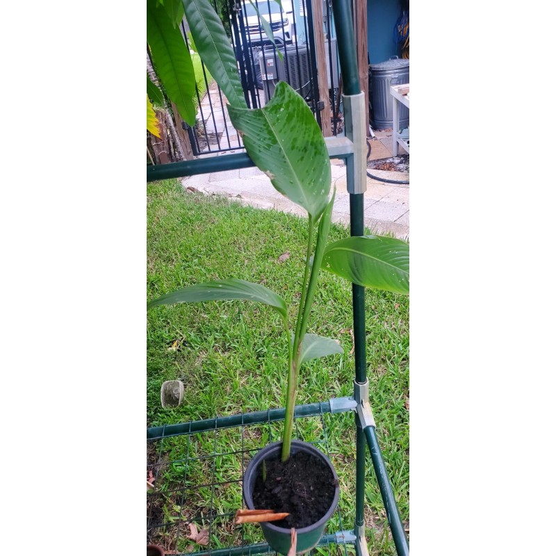 1 Heliconia Golden Torch Adrin Plant - Rhizome for Growing
