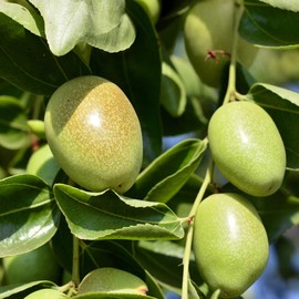 ni-ruzuya-do remedyi-zu Jojoba Oil (Oil Base/Carrier Oil) 100ml