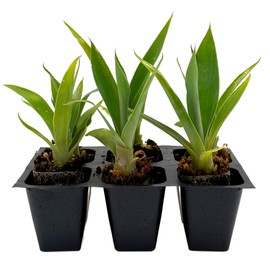 Blue Fox Tail Agave | 6 Live Plants in 2.5 Inch Nursery Cubes | Agave attenuata 'Boutin Blue' Variety | Easy Care Drought-Tolerant Succulent | Hardy & Compact Blue-Green Leaves for Home and Garden