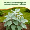 Outsidepride Silver Crest Plectranthus Seeds - 10 Pcs Perennial, Shade-Adapted,