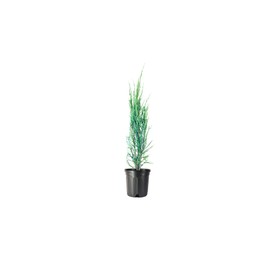 Blue Arrow Juniper - 2 Live Gallon Size Trees - Juniperus Scopulorum - Formal Evergreen Privacy Screening Plants